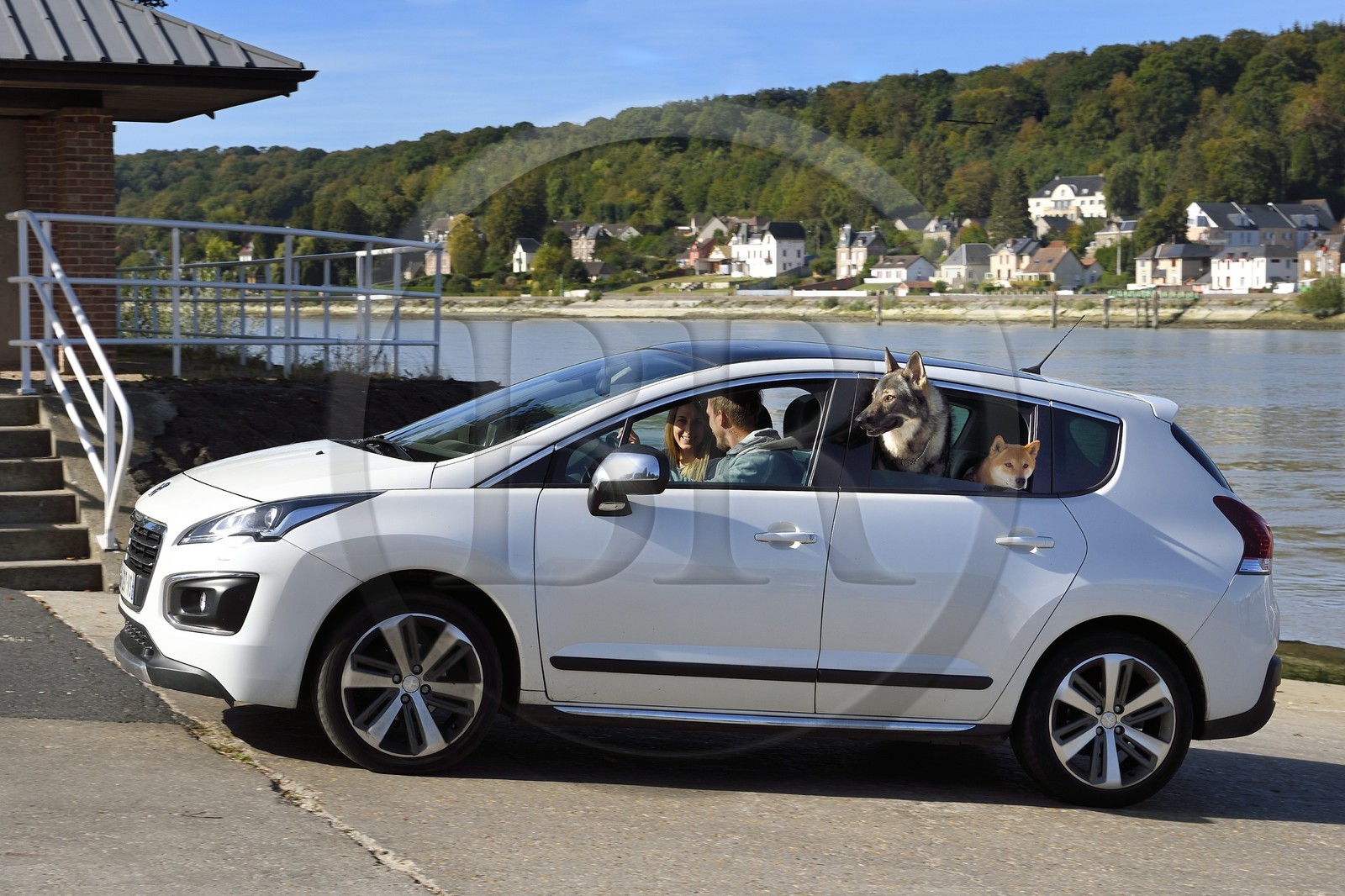 France, Seine-Maritime (76), Pays de Caux, Parc naturel régional des Boucles de la Seine normande, Duclair, traversée du bac sur la Seine, car with dogs as passengers
