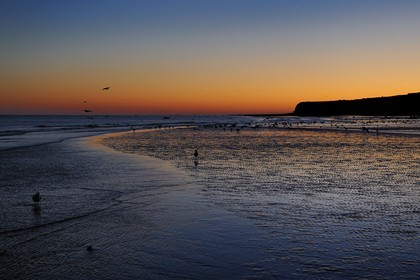 France, Seine-Maritime (76), Veules-les-Roses, goélands sur la plage et les falaises à l'aube