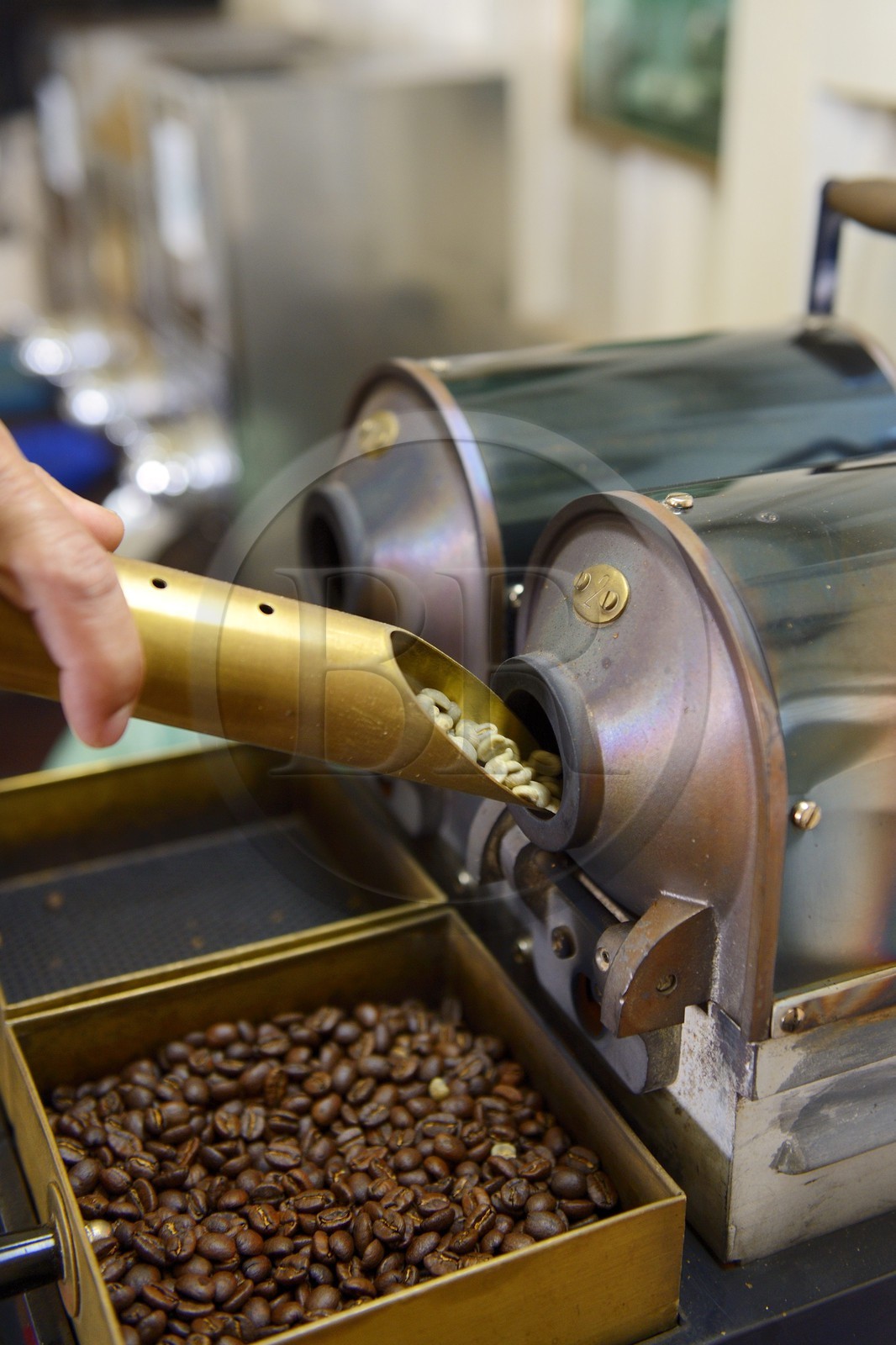 Panama, province de Chiriqui, Boquete, plantation de café Finca Lerida, torréfaction de grains de café