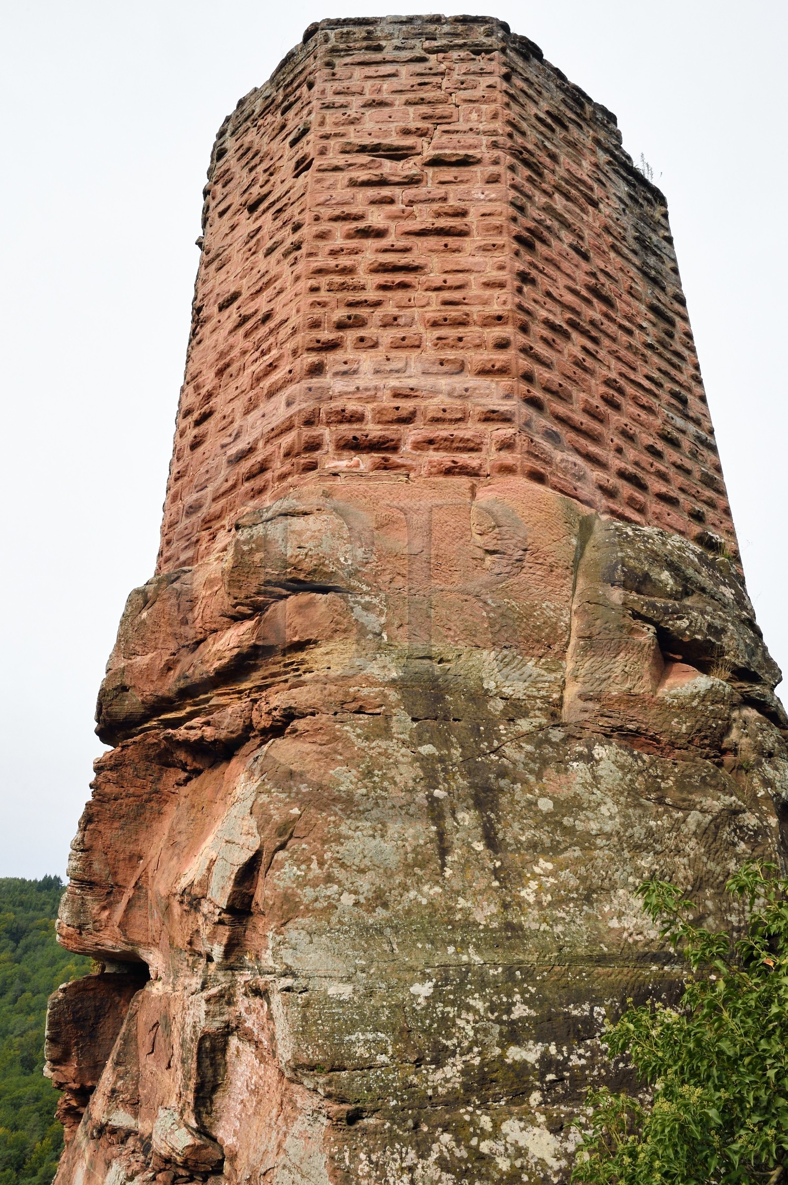 France, Bas-Rhin (67), Parc naturel régional des Vosges du Nord, Niedersteinbach, foret domaniale de Steinbach, ruines du chateau de Wasigenstein