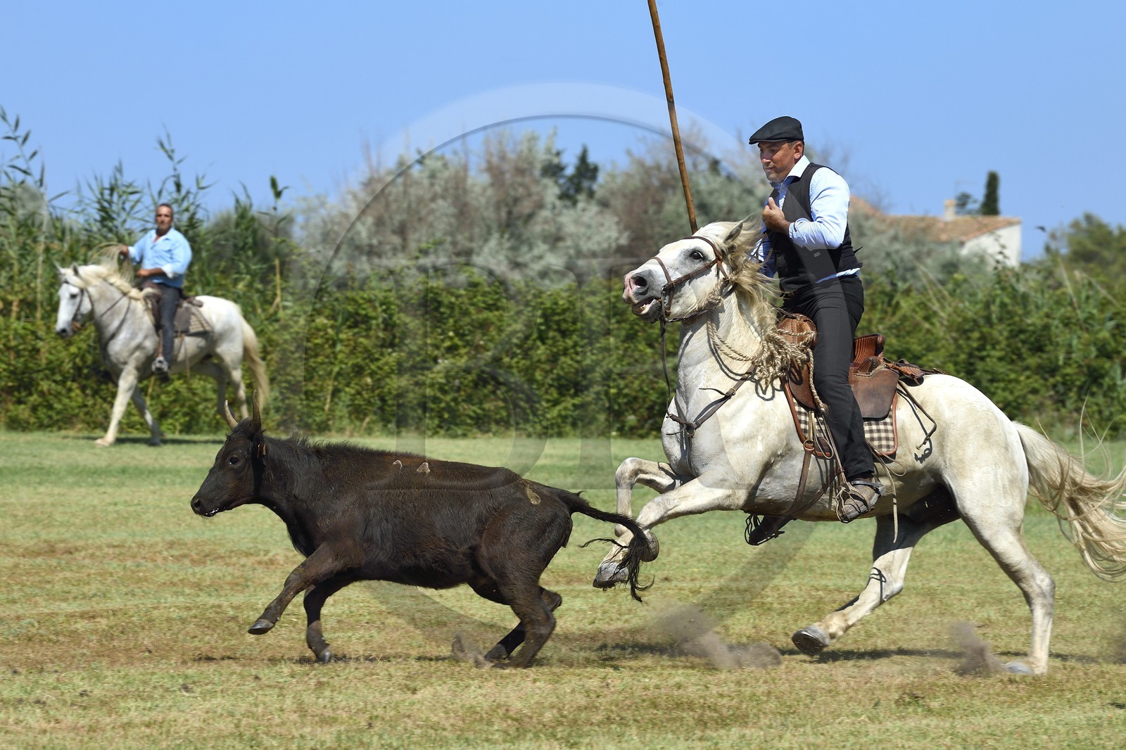 France, Bouches-du-Rhône (13), Parc naturel régional de Camargue, La Régie de Frigoulès, ferrade, gardians poursuivant un taureau