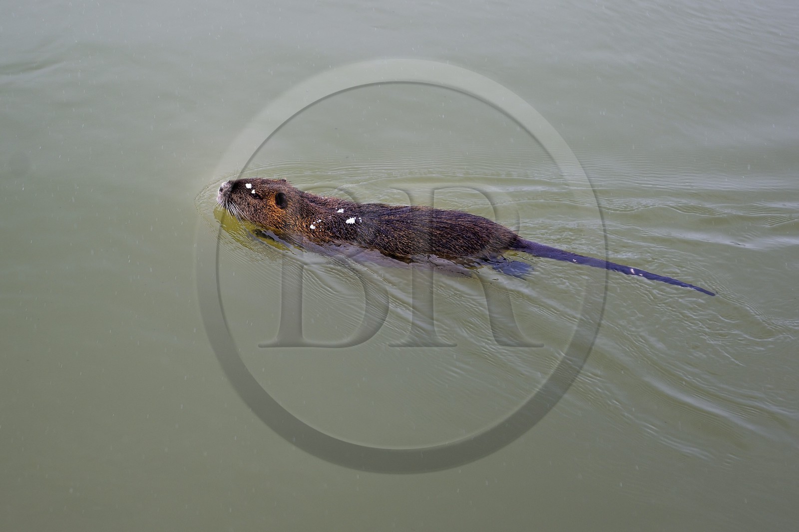 France, Val-de-Marne (94), les bords de Marne, Bry-sur-Marne, Ragondin (Myocastor coypus)