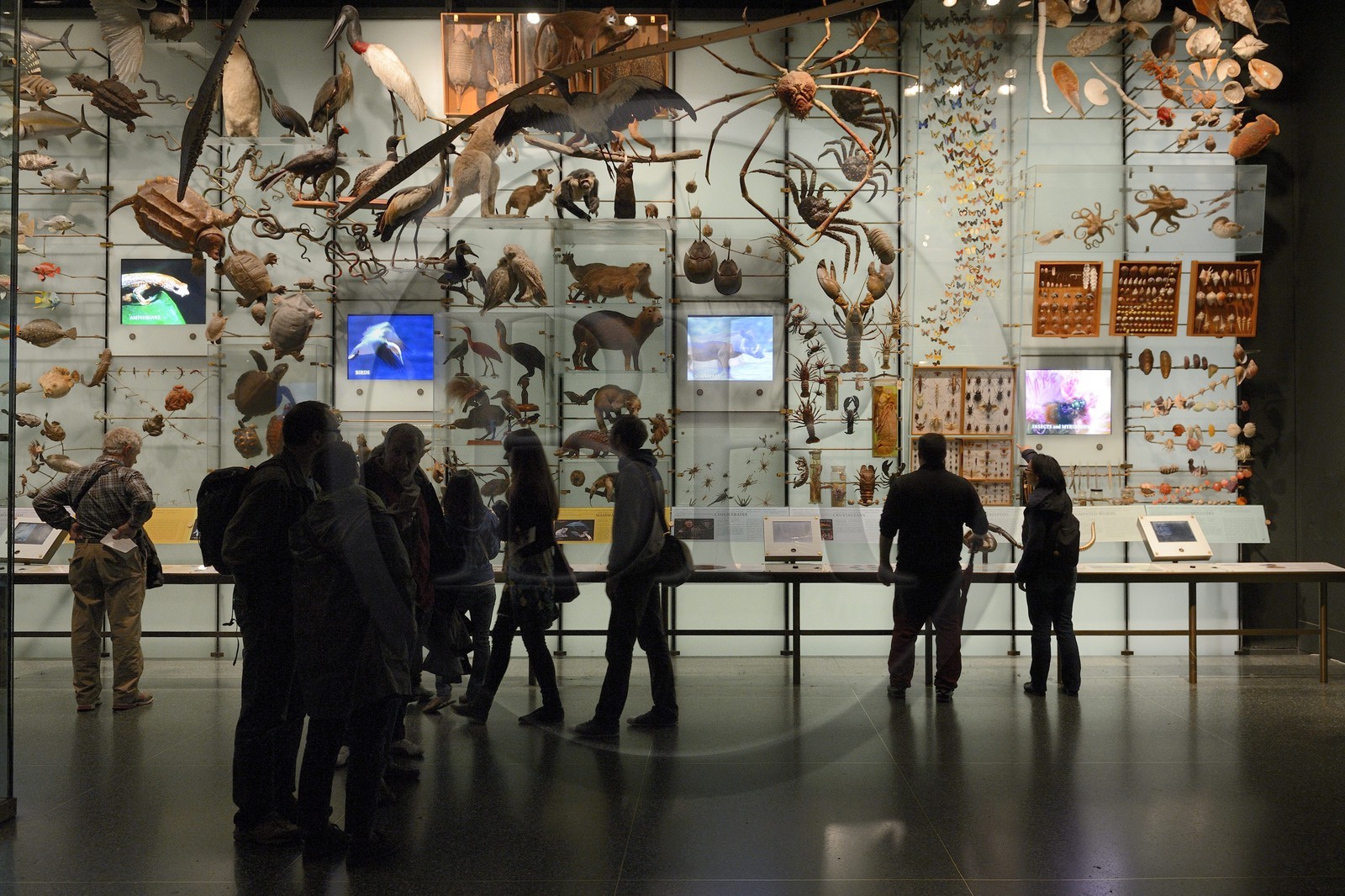 Etats-Unis, New York, Manhattan, Upper West Side, Musée Américain d'Histoire Naturelle (American Museum of Natural History), la galerie de l'Evolution