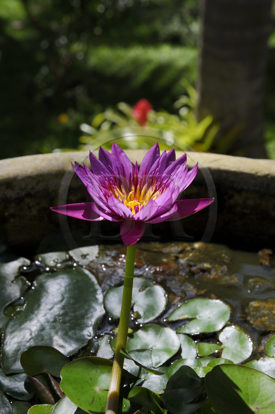 France, Ile de la Reunion, Petite Ile, jardin tropical, fleur de lotus