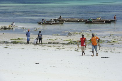 Tanzanie, archipel de Zanzibar, île de Unguja (Zanzibar), côte Sud-Est, Bwejuu, pêcheurs portant des poulpes