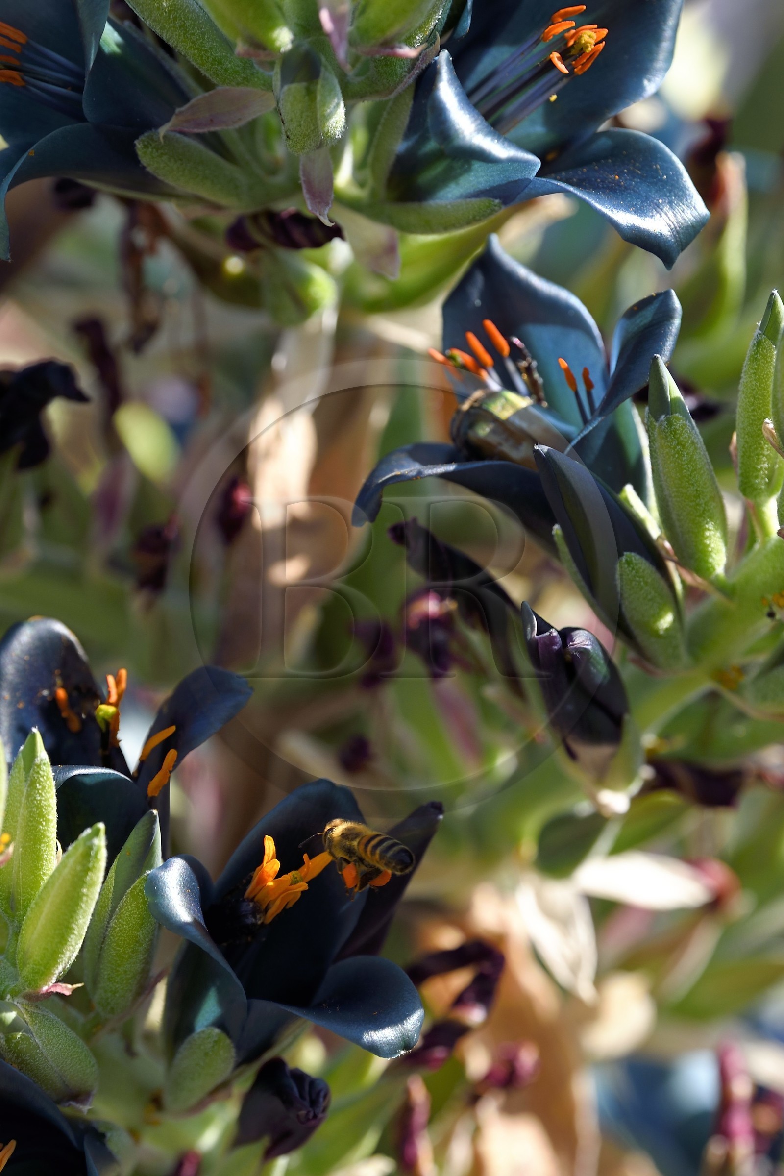 France, Var (83), Rayol-Canadel-sur-Mer, Domaine du Rayol, propriété du conservatoire du littoral mention obligatoire, le jardin des Méditerranées conçu par le paysagiste Gilles Clément, Jardin du Chili d'altitude, Pouya berteroniana