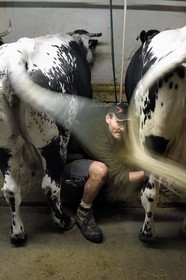 France, Haut Rhin, Kruth, ferme auberge marcaire du Schafert (farmhouse inn Schafert), Florian Sifferlen milking the Vosges cows