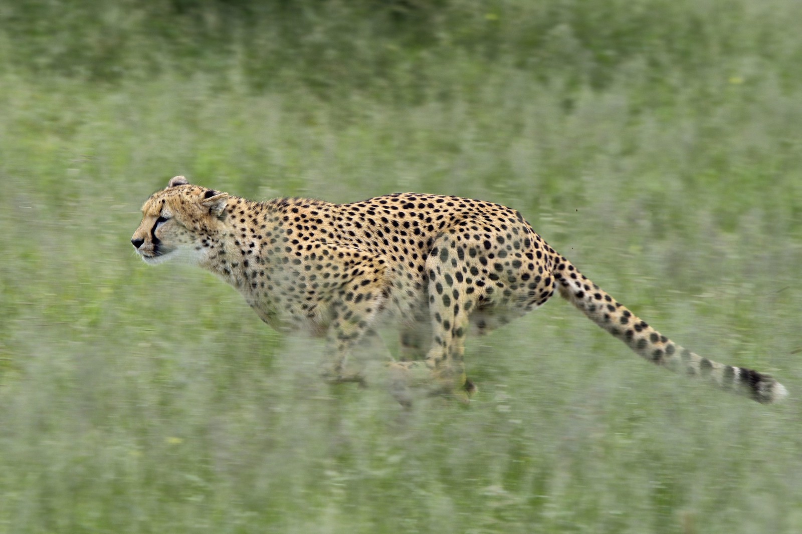 Namibie, Otjiwarongo, Cheetah Conservation Fund, centre de recherche et d'éducation, guépard (Acinonyx jubatus) entrainé à courir pour rester en forme et sain