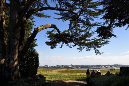 France, Finistere, Ile de Batz, Georges Delaselle Garden or colonial garden, an exotic garden with a unique botanical collection from the five continents, city of Roscoff in the background