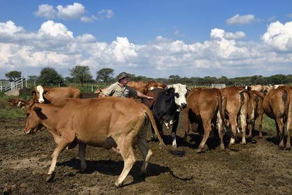 Namibie, region de Otjiwarongo, le fermier Paul Visser avec ses vaches Simbra, il travaille aussi pour le Cheetah Conservation Fund