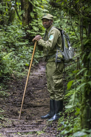 Rwanda, Province de l’Ouest, Nyakabuye, Parc national de Nyungwe, forêt tropicale humide naturelle de Cyamudongo, le garde de African Parks Claver Mtoyinkima sur la piste des chimpanzés