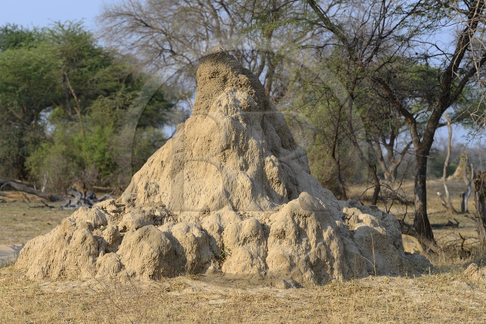 Zimbabwe, Matabeleland North Province, Hwange National Park, termitary