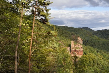 France, Bas Rhin, Northern Vosges Regional Natural Park, Obersteinbach, Steinbach national forest, Klein Arnsberg Castle ruins