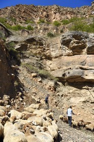 Azerbaijan, Quba (Guba) region, Greater Caucasus mountain range, along Xinaliq Yolu road towards Khinalug, shepherd and his flock of sheep in the Qudialchai valley