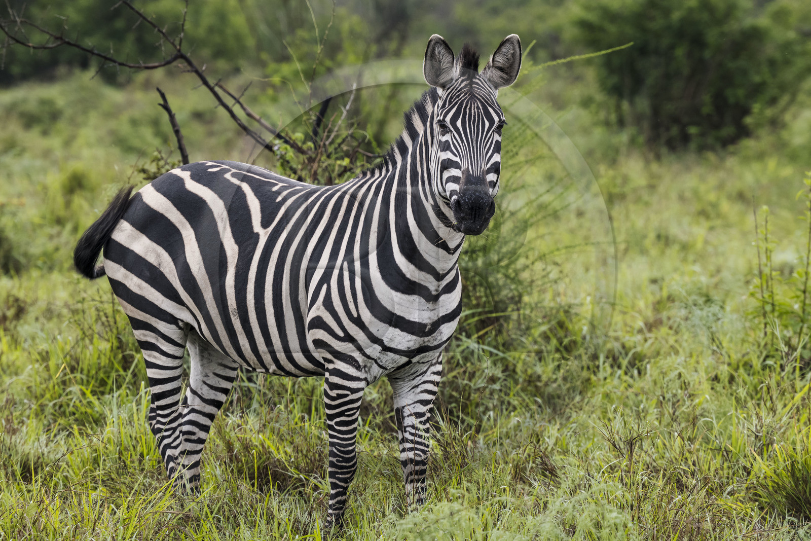 Rwanda, Parc national de l'Akagera, zèbre des plaines (Equus quagga)