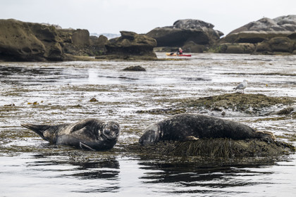France, Finistère (29), Penmarch, archipel des Étocs, sortie en kayak du Centre nautique du Guilvinec à la découverte du phoque gris (halichoerus grypus) dans les rochers à marée basse