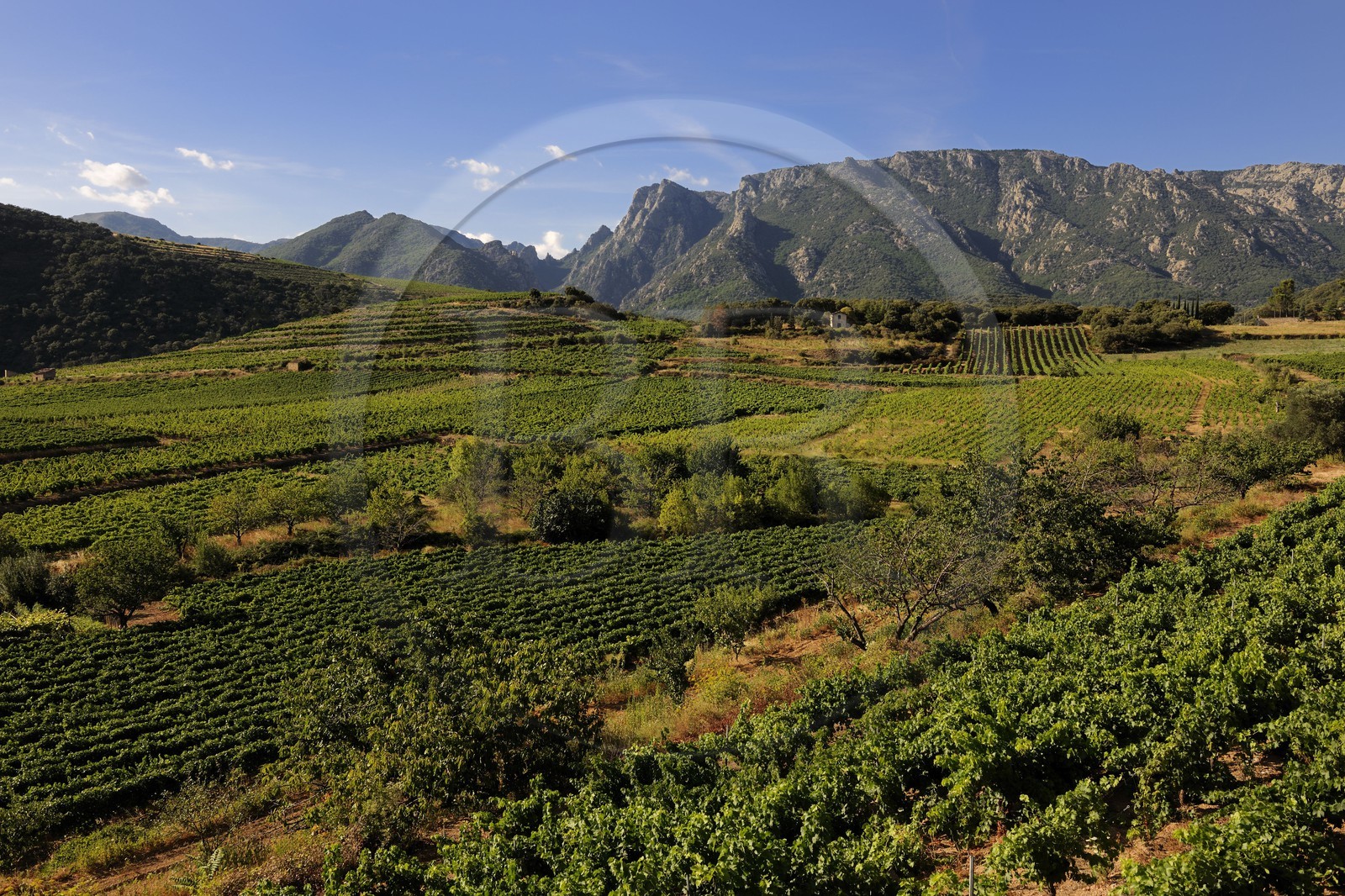 France, Hérault (34), vallée de l' Orb dans la region de Mons la Trivalle, vignoble AOC Saint-Chinian & Roquebrun