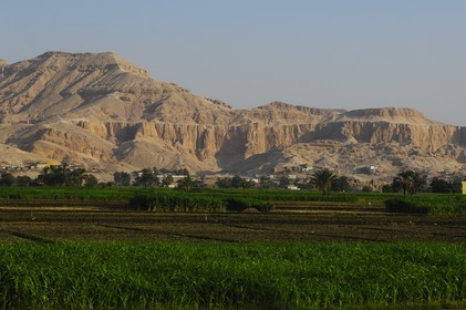 Egypte, Haute Egypte, vallée du Nil, Louxor, la rive ouest, champs