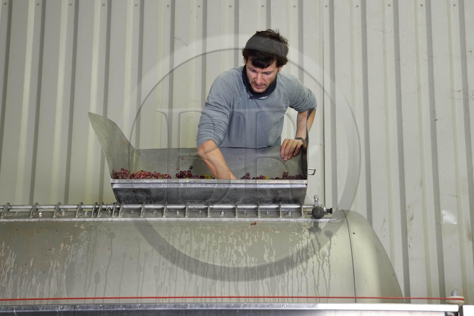 France, Haut-Rhin (68), Route des vins d'Alsace, Bergheim, Domaine viticole Marcel Deiss, Mathieu Deiss vérifiant le raisin dans le pressoir