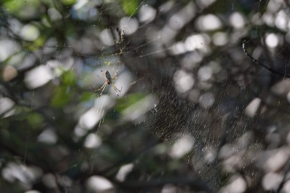 Nicaragua, la côte pacifique de Leon, la mangrove du parc national Isla Juan Venado, araignée fil d'or (Nephila Clavipes)