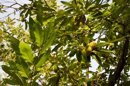 France, Var (83), Massif des Maures, Collobrières, châtaignes dans leurs bogues