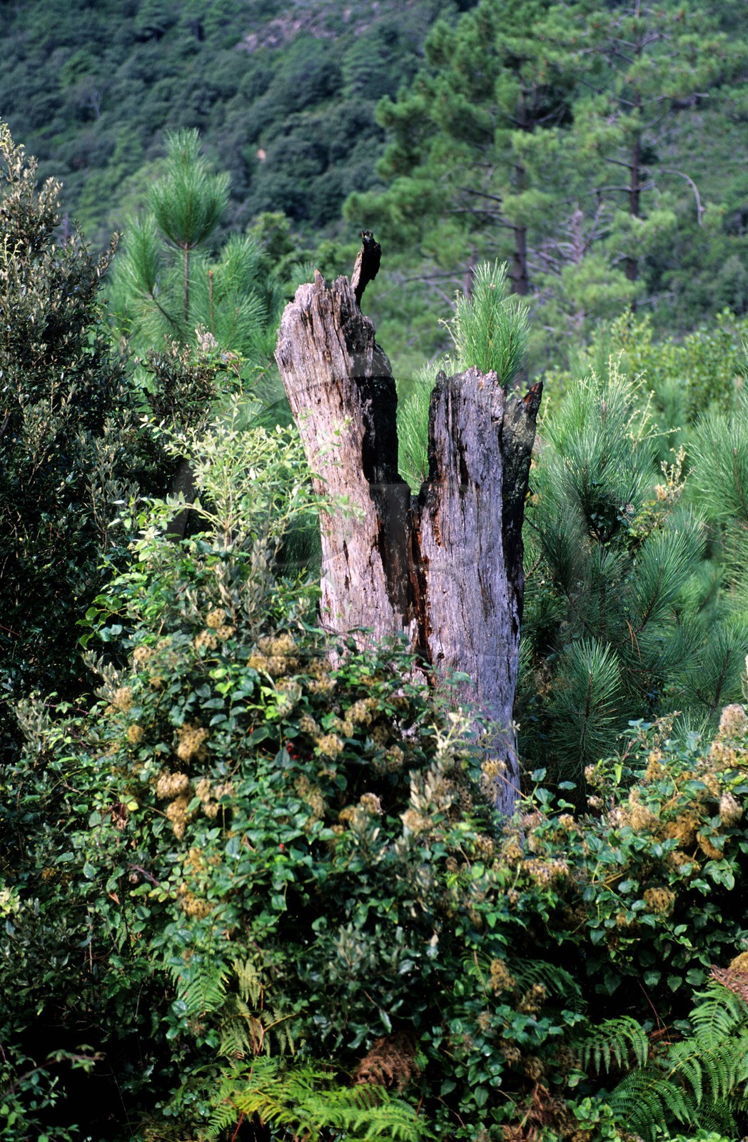 France, Corse-du-Sud (2A), tronc d'arbre foudroyé
