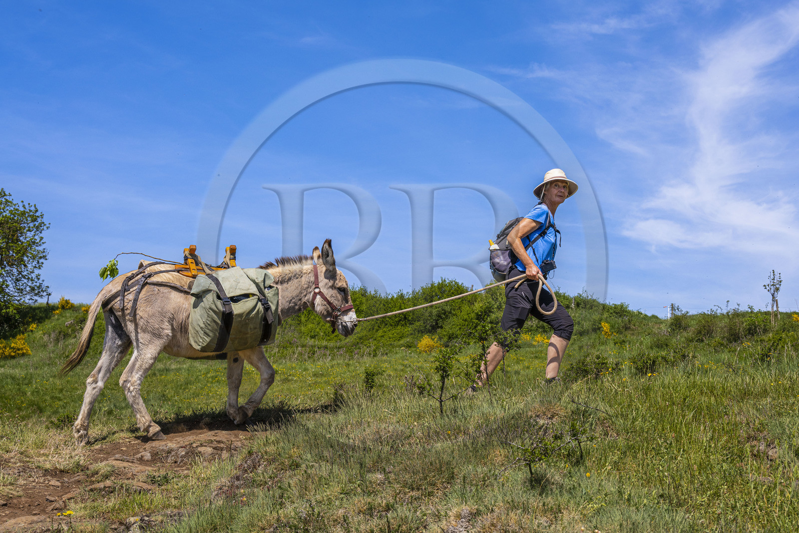 France, Haute-Loire (43), randonnée avec un âne sur le chemin de Stevenson (GR 70) entre Goudet et Ussel
