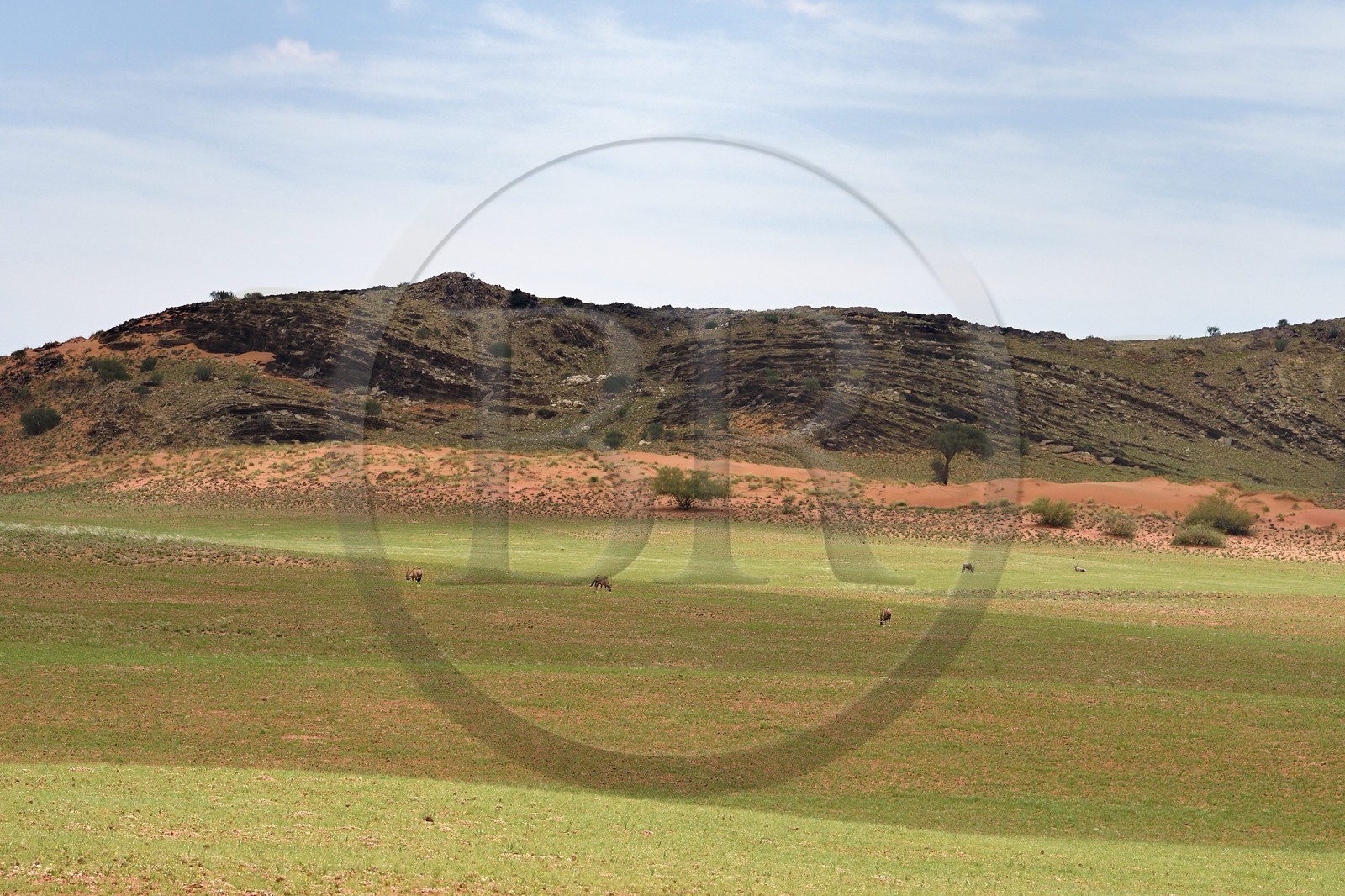 Namibie, région de Erongo, désert du Namib en bordure du parc national Namib Naukluft, oryx gazelle ou gemsbok (Oryx gazella)
