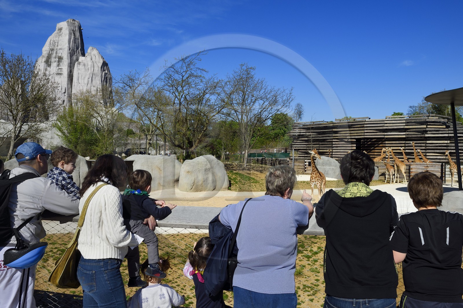 France, Paris (75), Le Parc zoologique de Paris (Zoo de Vincennes), le groupe des seize girafes (Giraffa camelopardalis) dans la biozone Sahel-Soudan, en arrière plan le Grand Rocher qui est l’emblème du zoo depuis 1934