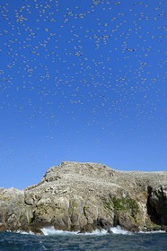 France, Côtes-d'Armor (22), Perros-Guirec, archipel et réserve ornithologique de Sept-Iles, Ile Rouzic, colonie de fous de Bassan (Morus bassanus), unique point de nidification en France pour plus de 20000 couples