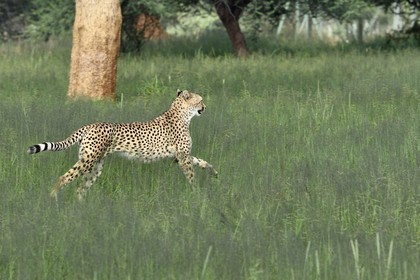 Namibie, Otjiwarongo, Cheetah Conservation Fund, centre de recherche et d'éducation, guépard (Acinonyx jubatus)