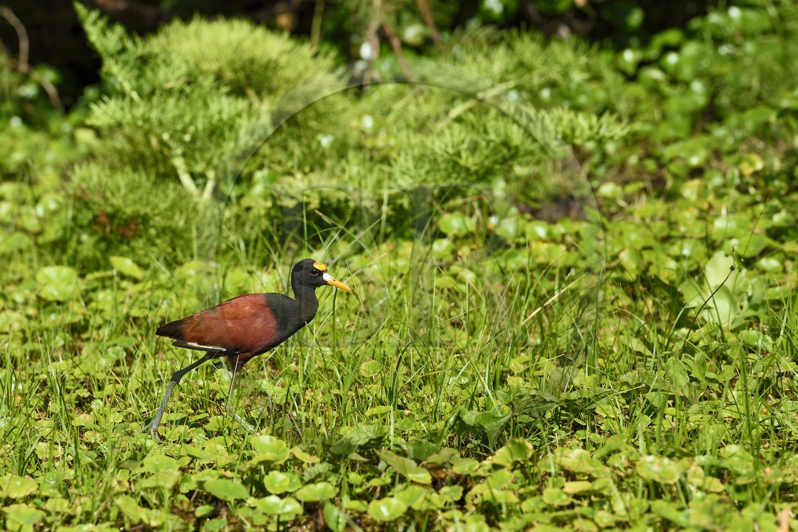 Nicaragua, Ile d'Ometepe réserve mondiale de Biosphère sur le lac Nicaragua, marais le long du Rio Istian, Jacana du Mexique (Jacana spinosa)