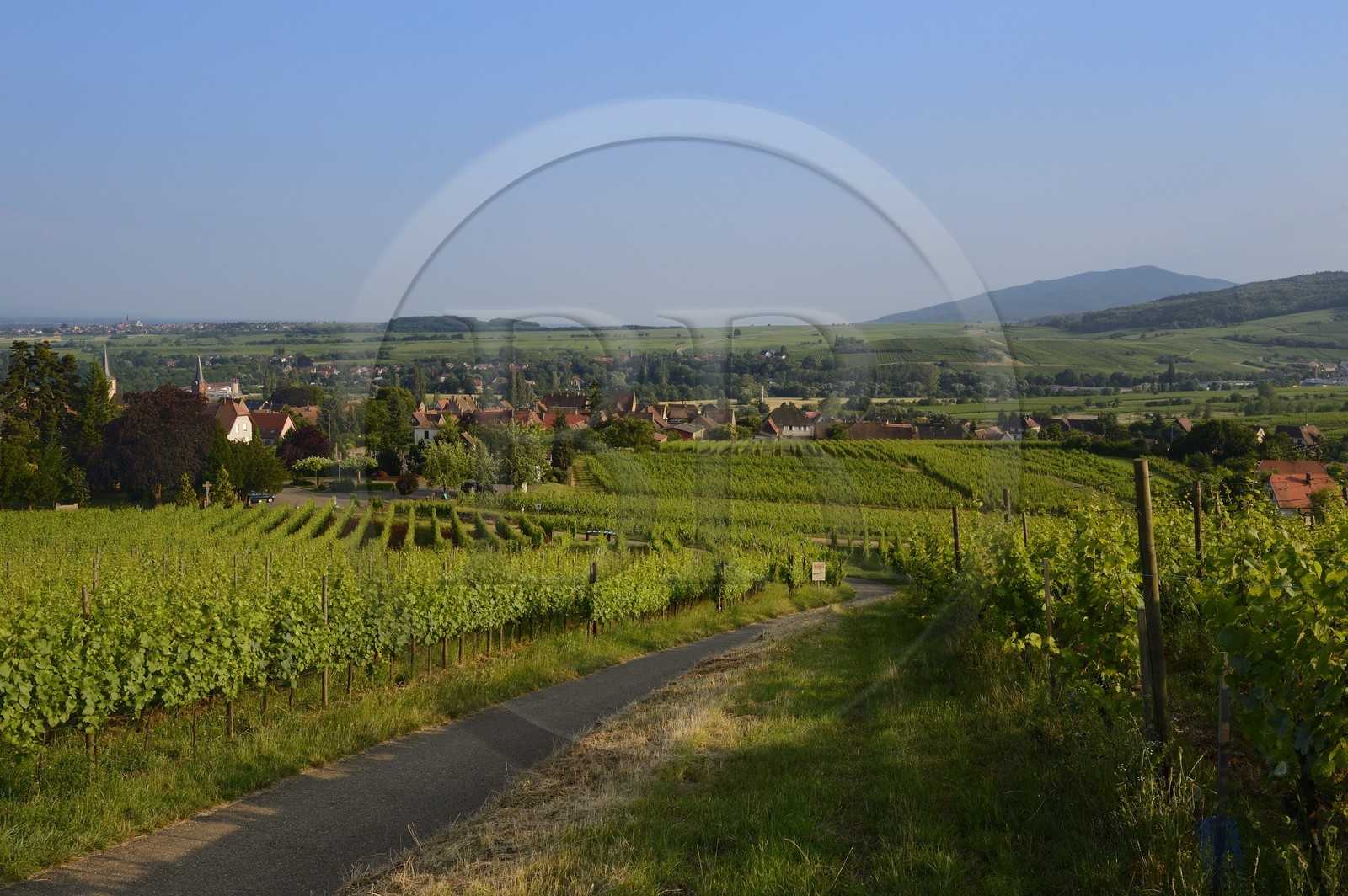 France, Bas-Rhin (67), Route des Vins d'Alsace, le vignoble à Mittelbergheim, labellisé Les Plus Beaux Villages de France, le terroir de la colline du Zotzenberg est classé Grand Cru