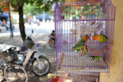 Vietnam, Haiphong, vente d'oiseaux en cages