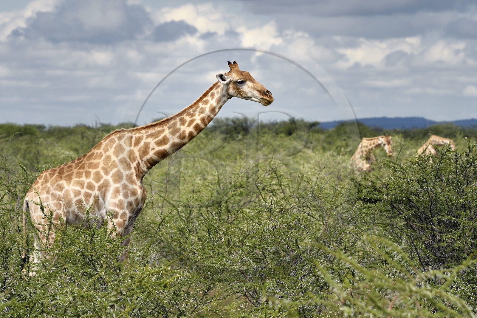 Namibie, région de Oshikoto, Parc National d'Etosha, girafes (Giraffa camelopardalis)