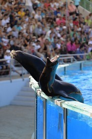 Portugal, Lisbon, Zoological Garden, the Dolphinarium, show with a sea lion