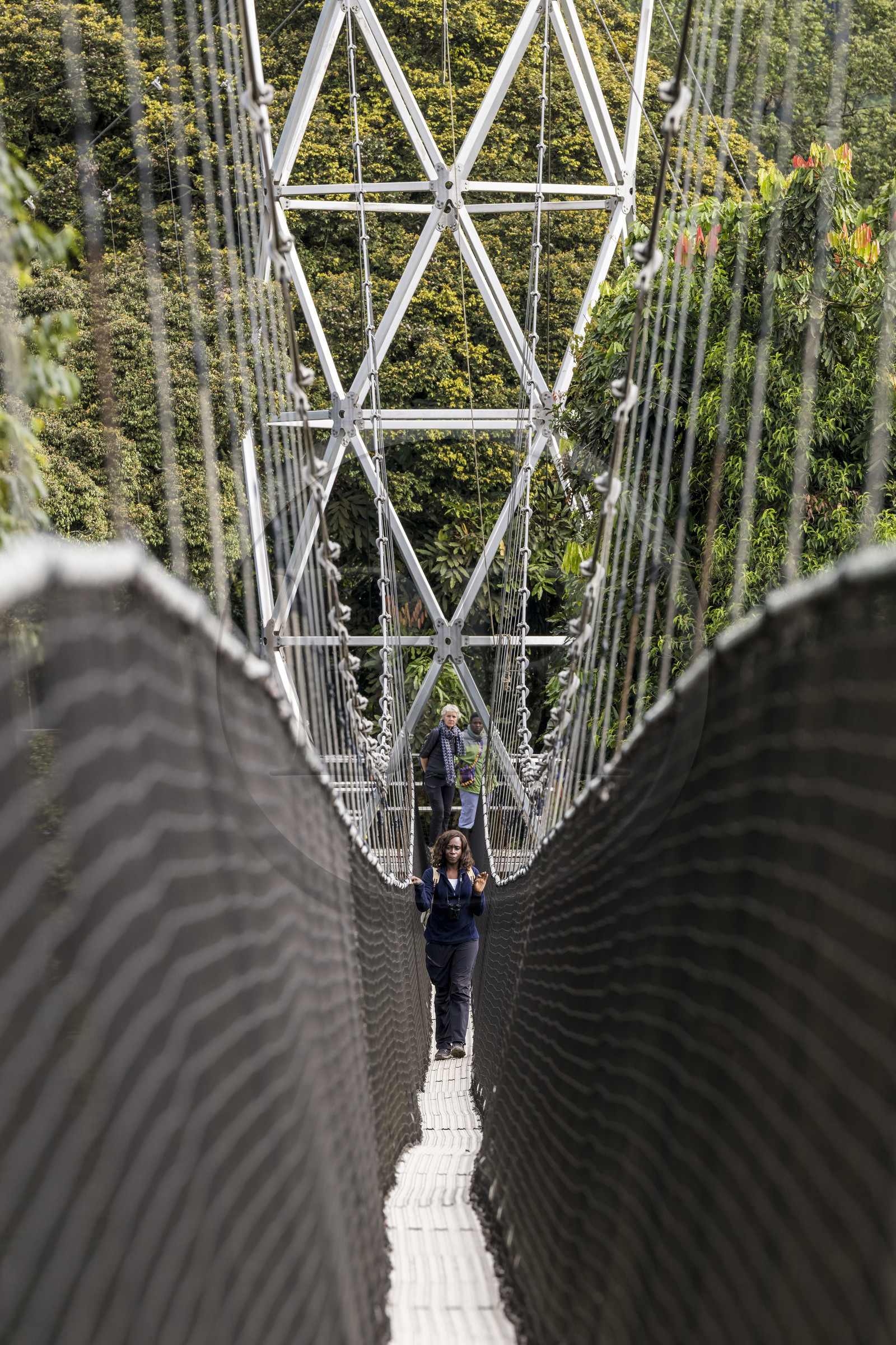 Rwanda, Western Province, Ibanda Hill at Uwinka, Nyungwe National Park, the Canopy walkway cable suspension footbridge that overlooks the rainforest at a height of 70 meters
