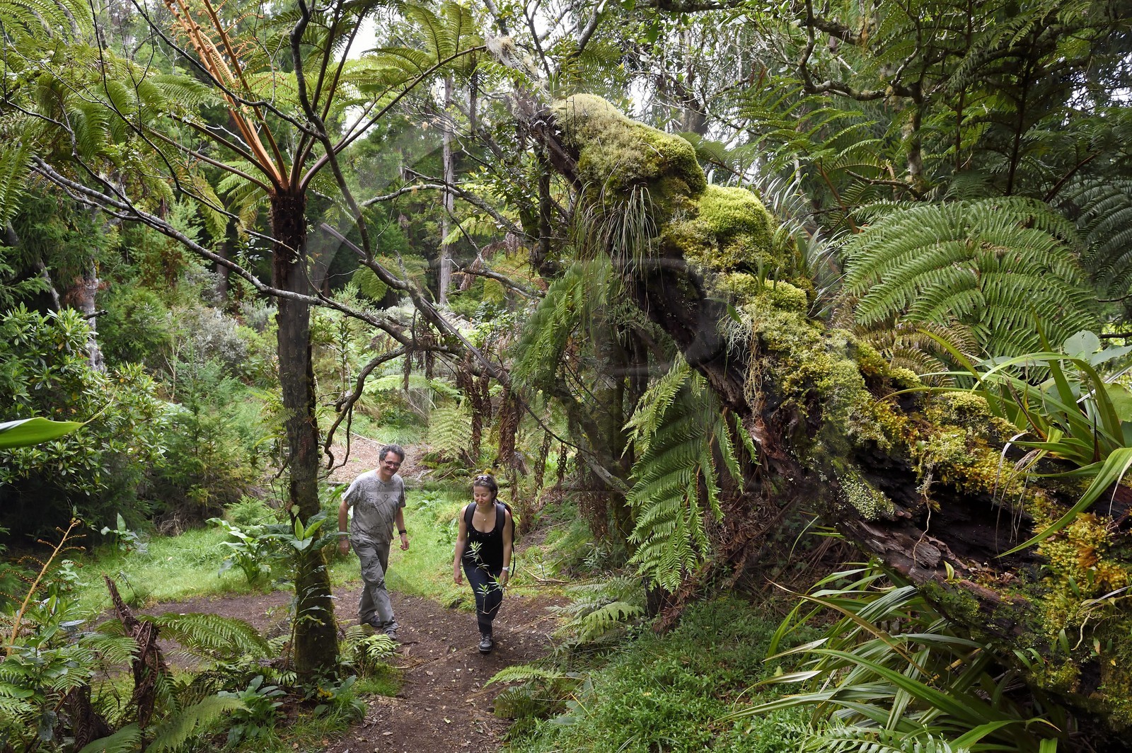 France, Ile de la Reunion, Le Tampon, forêt de Notre-Dame de la Paix en bordure de la Riviere des Remparts sur les pentes du volcan du Piton de la Fournaise