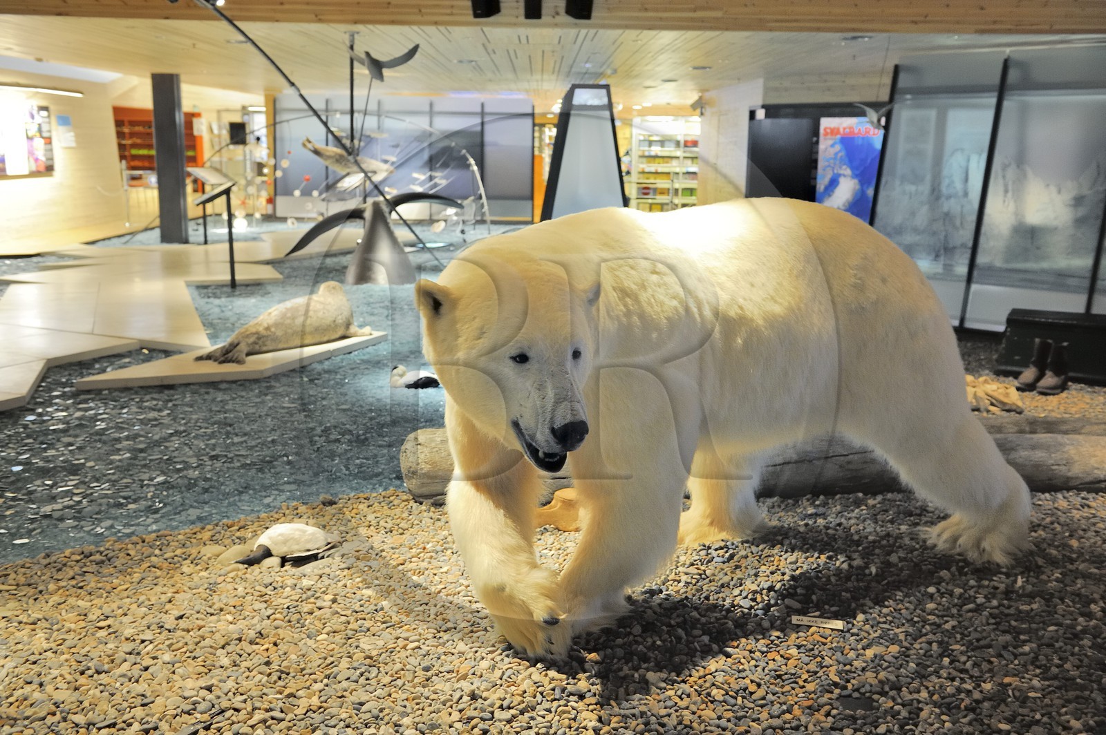 Norvège, Svalbard (Spitzberg), Longyearbyen, musée polaire arctique, ours blanc polaire
