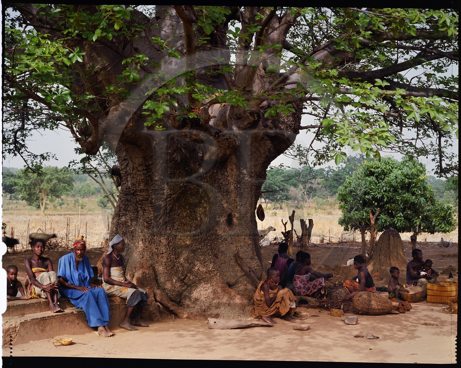 Burkina Faso, Poni province, Lobi land, Loropéni, tree in front of a house in the village of Ouadara beneath which there is a tomb and several altars, there is always a tree in the immediate vicinity of each house as much for the shade that it brings as for its fruits, a great part of the social life takes place there: the men discuss and drink the dolo while the women busy themselves with their basketwork or to shell out peas