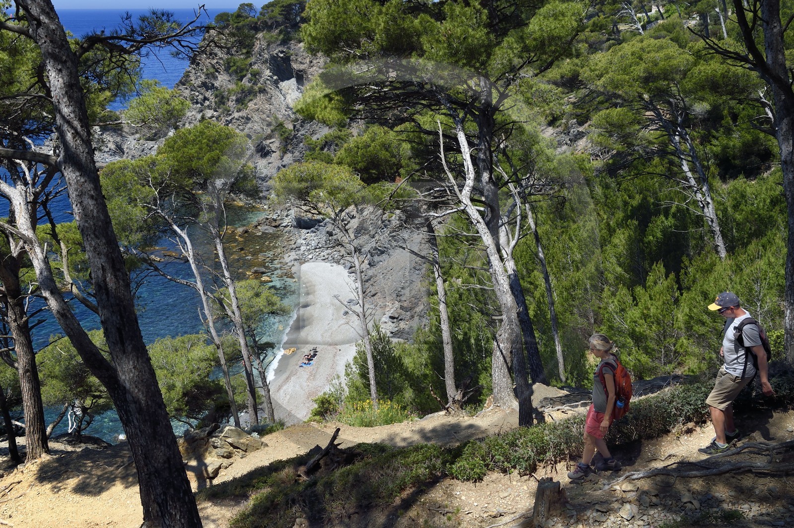 France, Var, Six Fours les Plages, hike in the Cap Sicie massif, Mont Salva beach towards Le Brusc