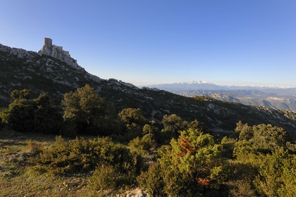 France, Aude (11), Pays Cathare, le château de Quéribus et le Mont Canigou (2784 m) dominant la chaine des Pyrénées