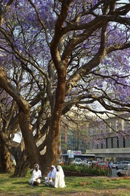 Zimbabwe, Harare, African Unity Square (formerly Cecil Square), nuns sitting under a jacaranda