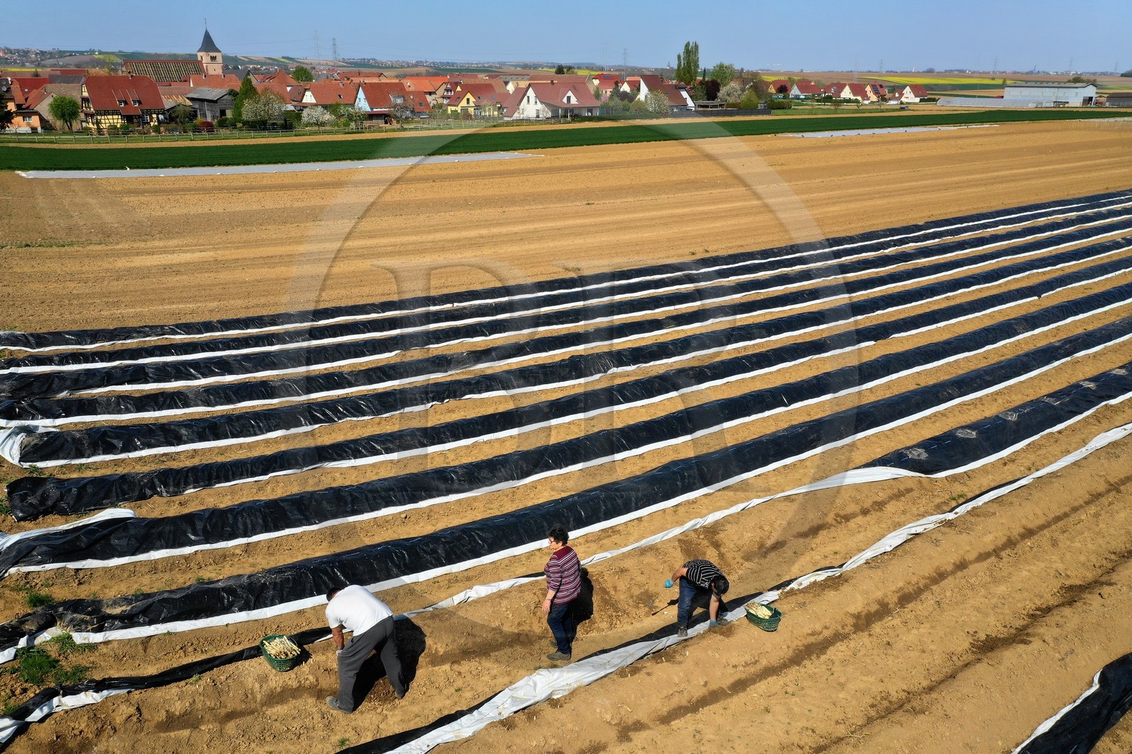 France, Bas-Rhin (67), Fessenheim-Le-Bas, r
