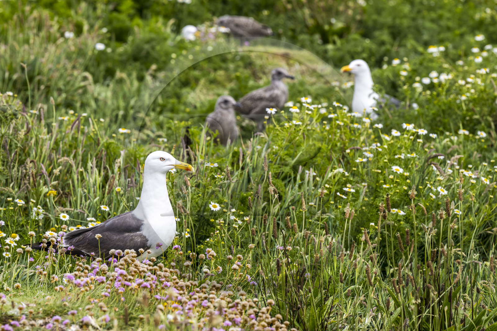 France, Finistère, Abers Country (Pays des Abers), Ile Vierge (Virgin Island) in the Lilia archipelago, many gulls populate the island during the nesting period