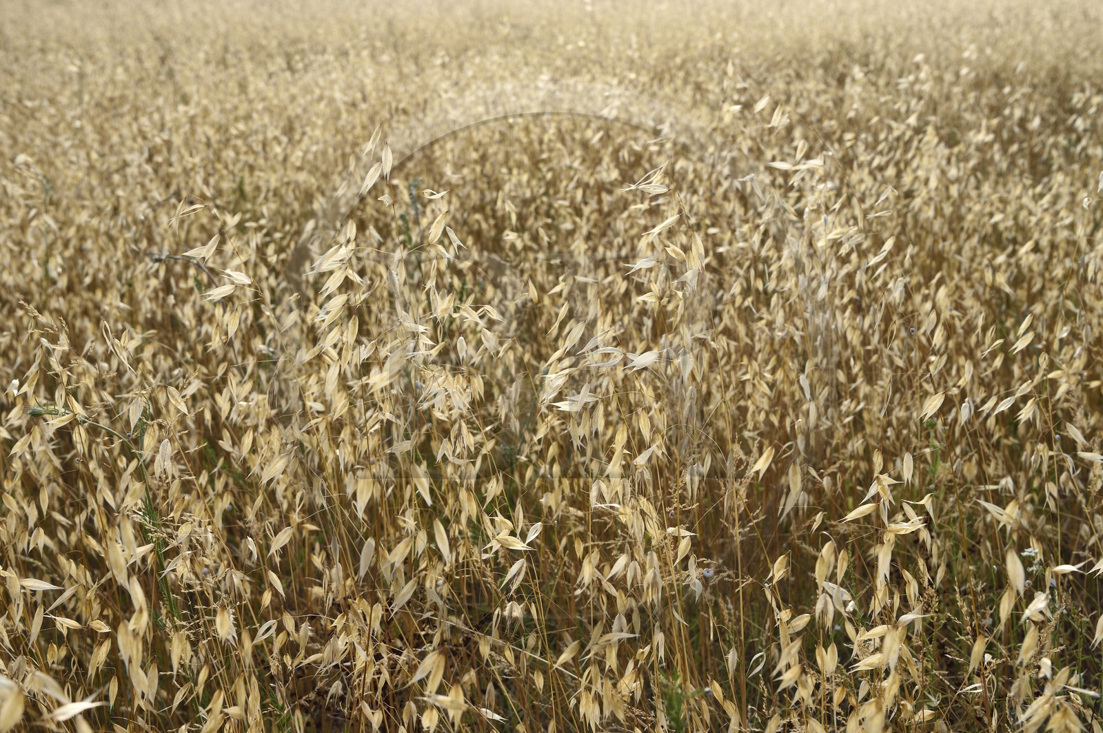 France, Var (83), Provence Verte, Bras, vers Saint-Maximin-la-Sainte-Baume, la maison d'hotes Le Peyrourier - une campagne en Provence, champ de folle-avoine