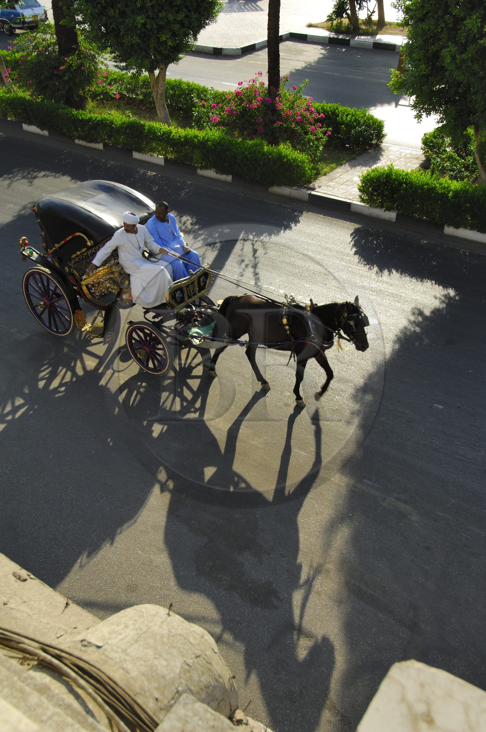 Egypt, Upper Egypt, Nile Valley, Luxor, horse-drawn carriage