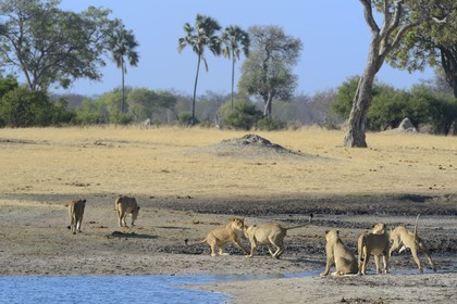Zimbabwe, province de Matabeleland septentrional, parc national Hwange, groupe de lions (Panthera leo) autour d'un point d'eau