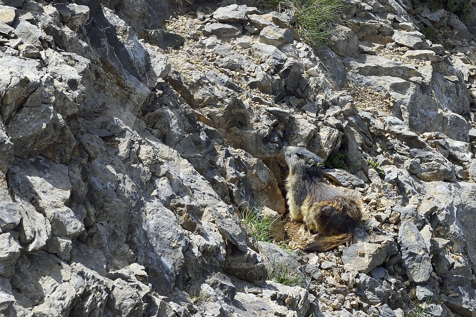 France, Alpes de Haute Provence, Uvernet Fours, Mercantour National Park, Ubaye valley, lake tour hiking trail of the Cayolle pass, young marmot (Marmota marmota)