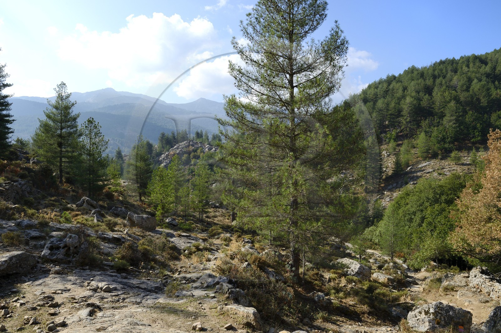 France, Haute-Corse (2B), région du Niolu (Niolo), randonnée menant au pont génois de Murricciolu